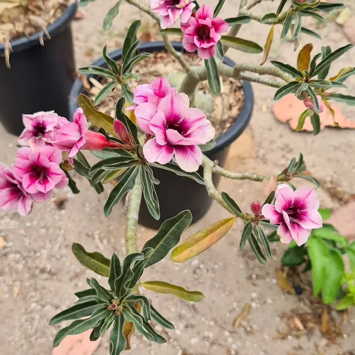 Muda de Rosa do Deserto com floração abundante