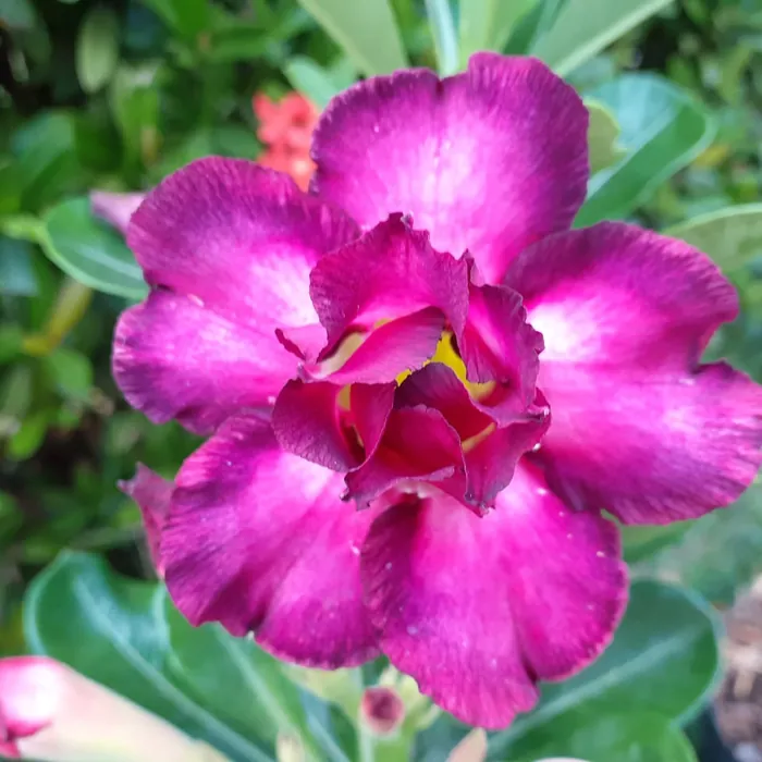 Rosa do Deserto magenta em flor