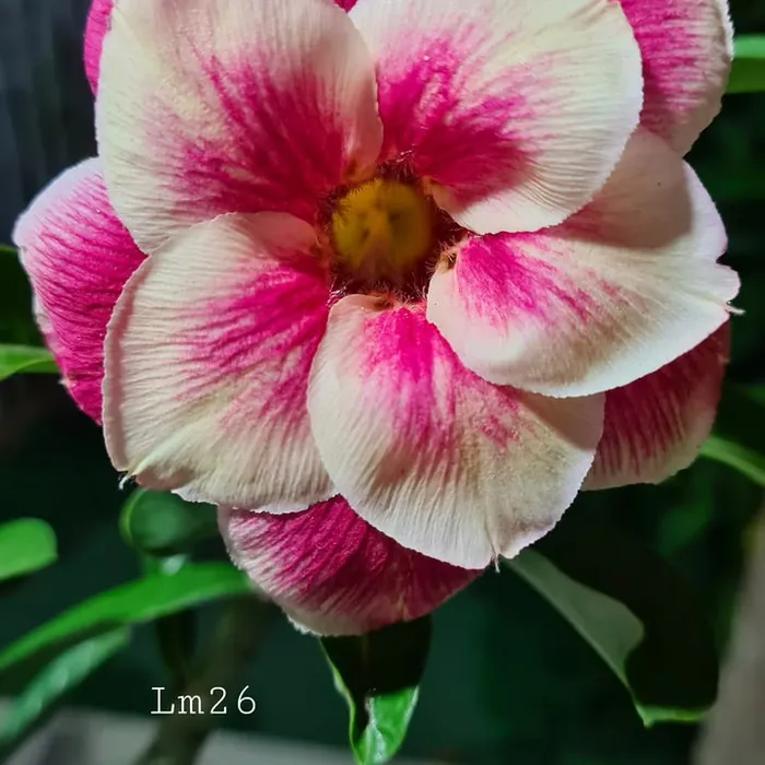 Rosa do Deserto rosa e branca listrada