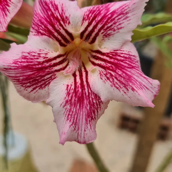 Rosa do Deserto rosa e branca raiada